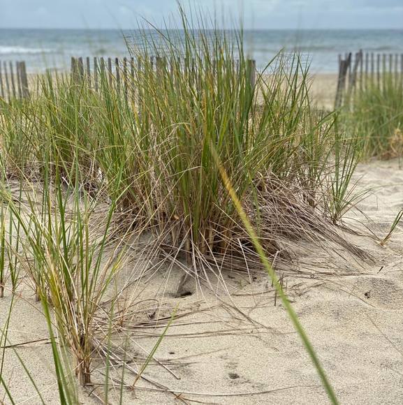 Meet your Posher, Deborah - Picture 1 of 1